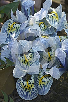 Katharine Hodgkin Dwarf Iris flowers photo